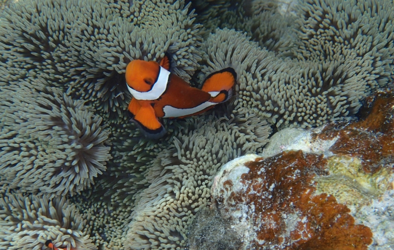 ��������q�����Ɂb�̂����łȂ���ɂ��g���闝�z�̂�������y�v���~�A���x�r�[�\�[�v�z
���T�C�g